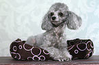 lying Miniature Poodle