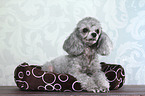 lying Miniature Poodle