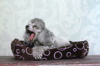 lying Miniature Poodle