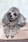 Miniature Poodle Portrait