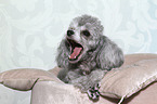 Miniature Poodle Portrait