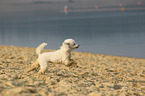 running Miniature Poodle
