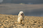 standing Miniature Poodle