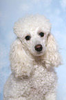 Miniature Poodle Portrait