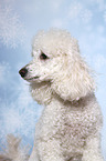 Miniature Poodle Portrait