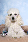 lying Miniature Poodle