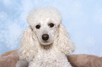 Miniature Poodle Portrait