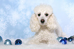 lying Miniature Poodle