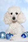 lying Miniature Poodle