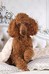 Miniature Poodle in bed