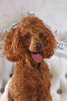 Miniature Poodle portrait