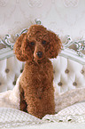 Miniature Poodle in bed