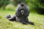 lying Miniature Poodle