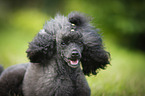 Miniature Poodle Portrait