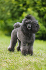 Miniature Poodle