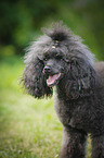 Miniature Poodle Portrait