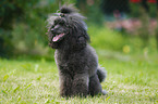 sitting Miniature Poodle