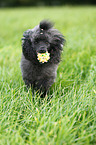 playing Miniature Poodle