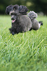 jumping Miniature Poodle