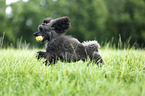 playing Miniature Poodle