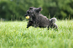 playing Miniature Poodle