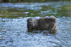 bathing Miniature Poodle