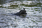swimming Miniature Poodle