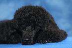 lying Miniature Poodle