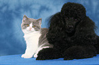 Miniature Poodle and Kitten
