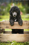 Miniature Poodle Puppy