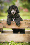 Miniature Poodle Puppy