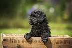 Miniature Poodle Puppy