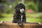 Miniature Poodle Puppy