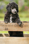 Miniature Poodle Puppy