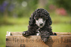 Miniature Poodle Puppy