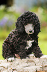 Miniature Poodle Puppy