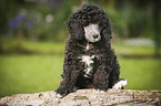 Miniature Poodle Puppy