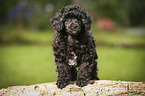 Miniature Poodle Puppy