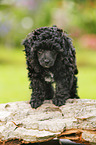 Miniature Poodle Puppy