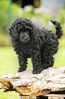 Miniature Poodle Puppy