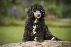 Miniature Poodle Puppy