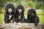 Miniature Poodle Puppies