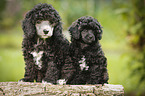 Miniature Poodle Puppies