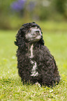 Miniature Poodle Puppy