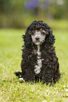 Miniature Poodle Puppy