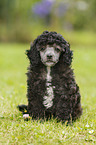 Miniature Poodle Puppy