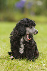 Miniature Poodle Puppy