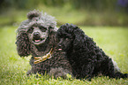 Miniature Poodles