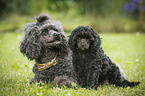 Miniature Poodles