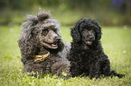 Miniature Poodles